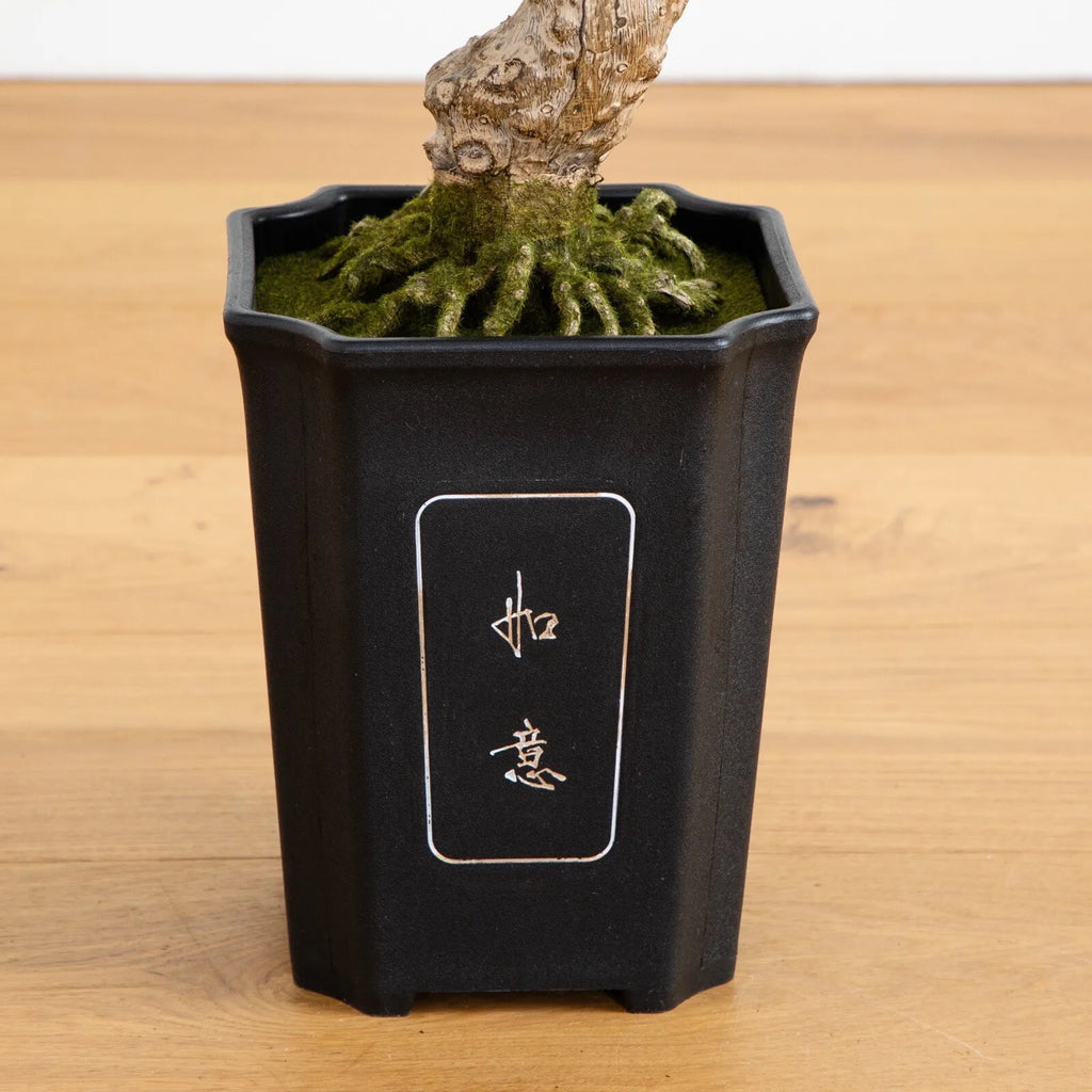 30" Artificial Cedar Bonsai Tree w/517 Lvs in Square Black Vase.