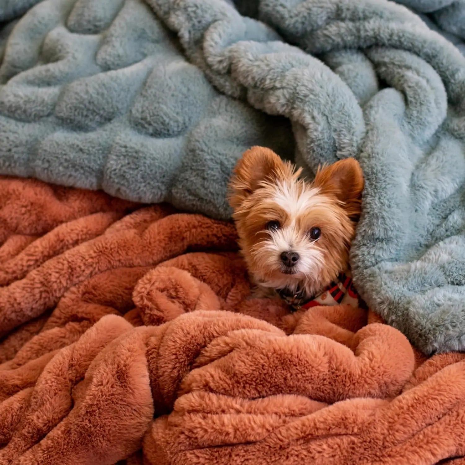 Ultra Soft Faux Fur Throw Blanket for Couch, Bed & Home - Fluffy, Warm & Luxurious Chic Collection (Medium, 50x60)